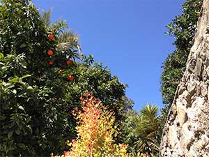 Orangen Baum Malaga