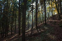 rundwanderweg-pegnitz-kleiner-kulm-14
