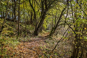 überwachsener Wanderweg Gärtental